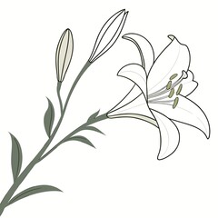 White Lily Flower Close-Up on Pure White Background | Minimalist Floral Vector Art