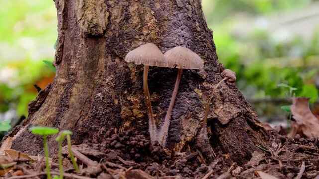 Timelapse, Wild Coprinellus micaceus mushrooms grow and dry on the bark of an old tree.