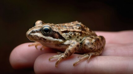 Close up of a brown frog resting on a persons hand