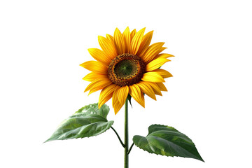 Fototapeta premium Single sunflower flower isolated, transparent background in png for graphic resources use.