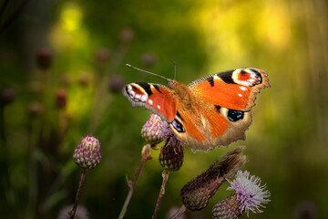 Untitled design - 1