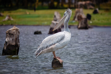 A pink backed pelican standing on a post in Lake Naivasha, Kenya