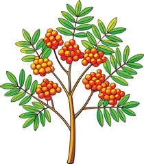 Illustration of a rowan tree branch laden with clusters of bright orange berries and green leaves