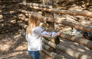 Young Girl Enjoys Autumn Outdoors While Feeding a Goat on a Sunny October Day in a Festive Halloween Atmosphere