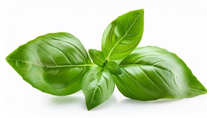 Fototapeta premium Basil Leaves Isolated On White Background