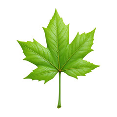 Fototapeta premium Isolated Bright Green Maple Leaf Showing Detailed Veins Against A Transparent Background Transparent Background