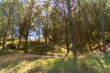 autumn in the forest