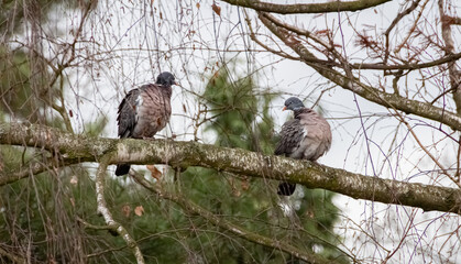 Photograph of 2 birds, of Common wood pigeons as an affectionate couple, looking at each other on a branch, in spring. Version III.