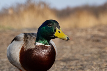 Friendly mallard duck posing in front of reedy background in the spring, photographed in Czech Republic. Version 9.