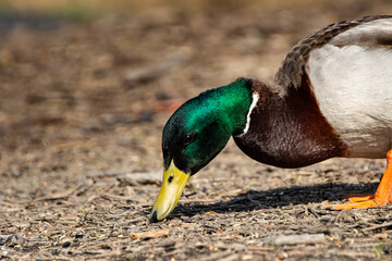 Friendly mallard duck posing in front of reedy background is eating. In the spring, photographed in Czech Republic. Version 9.