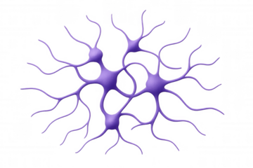 Neural network forming connections, transmitting information in brain biology science, transparent background