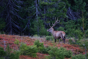 A large male of stag stay at the edge of large spruce forest in autumn after sunset during ruting season. Photographed after sunset in low natural light and high ISO.