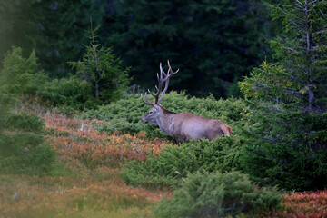 A large male of stag stay at the edge of large spruce forest in autumn after sunset during ruting season. Photographed after sunset in low natural light and high ISO.