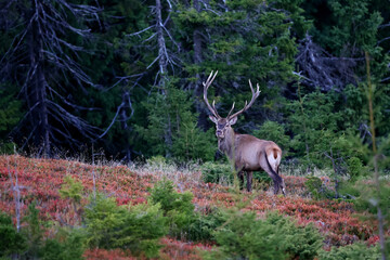 A large male of stag stay at the edge of large spruce forest in autumn after sunset during ruting season. Photographed after sunset in low natural light and high ISO.