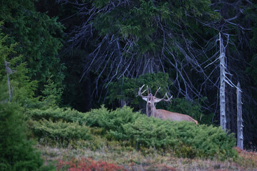 A large male of stag stay at the edge of large spruce forest in autumn after sunset during ruting season. Photographed after sunset in low natural light and high ISO.