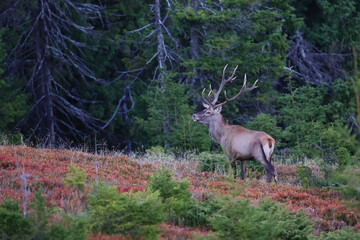 A large male of stag stay at the edge of large spruce forest in autumn after sunset during ruting season. Photographed after sunset in low natural light and high ISO.