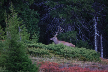 A large male of stag stay at the edge of large spruce forest in autumn after sunset during ruting season. Photographed after sunset in low natural light and high ISO.