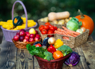 Freshly harvested vegetables and fruits in a rustic autumn garden. Basket full of fresh apples, potatoes, and peppers from a summer harvest. Organic broccoli corn cucumbers ready for market.