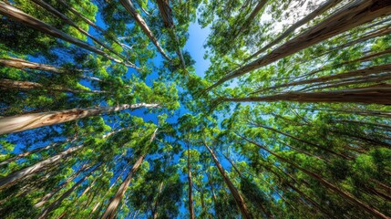 Tall trees reaching towards blue sky with vibrant green foliage in sunlight