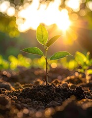 Tiny plant growing with bright sunlight illuminating its leaves