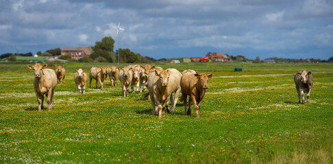 Cow in the grassland. Cow peacefully grazing. Summer meadow with cattle. Cow grazing in the countryside. Rural life and livestock. Grassy field with dairy cow.