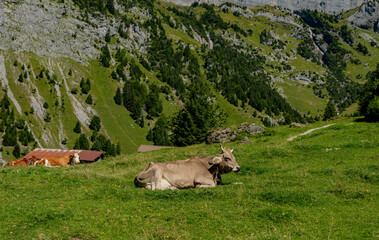 Dairy cows feeding in fields. Cattle ranch. Sunny meadow with grazing cows. Herd of cows on a...