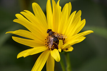 A close-up shot captures a honeybee busily collecting nectar from a bright yellow flower, revealing the intricate details of both insect and flora, emphasizing the beauty of nature's interactions.