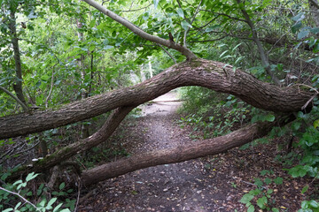 Fototapeta premium Fallen tree blocking path in forest, natural scene with obstacle