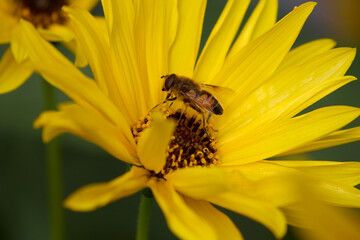 Macro photograph showcasing a pollen-covered hoverfly delicately perched on a bright yellow flower, epitomizing the vibrant beauty of springtime and the wonders of nature's pollination process.