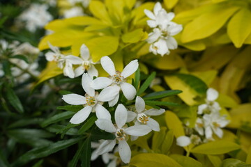 autumn leaves and flowers on garden bush. seasonal nature background