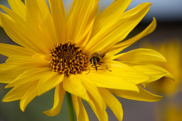 A stunning close-up shows a small hoverfly delicately perched on a vibrant yellow flower, the natural light emphasizing the intricate details of the insect and the flower.