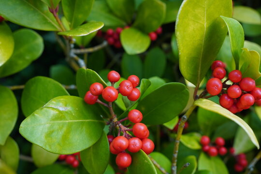 autumn fruits growing on garden bush. red berry and green leaf nature background 