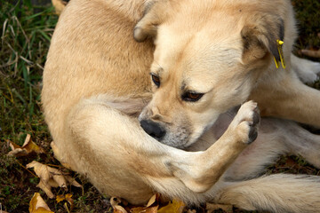 A beautiful close-up shows a light brown dog resting on the grass, curled into a cozy position, its paw near its face, showcasing a peaceful outdoor scene with a relaxed animal.