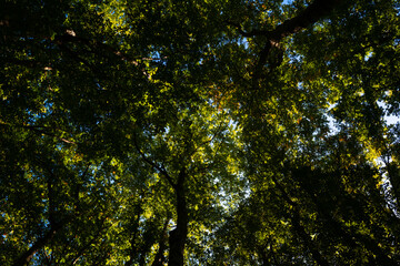 Nature of green leaf in garden at summer. Natural green leaves as spring background. Greenery environment ecology, green wallpaper. Blurred background of spring nature by trees.