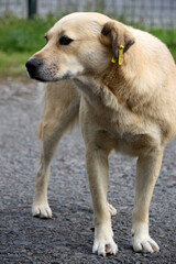 A watchful tan stray dog with a yellow ear tag stands on asphalt, its gaze directed to the left, capturing the essence of urban animal survival, a portrait of resilience and alertness in an everyday