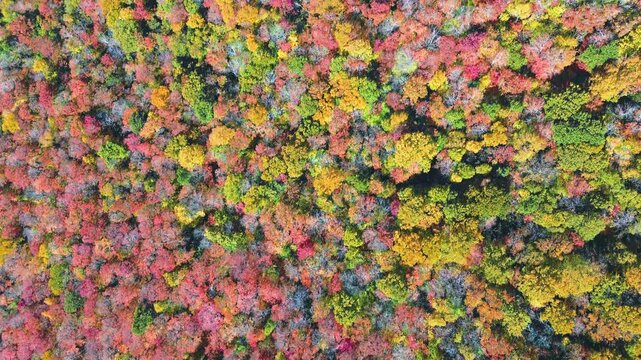 Aerial top view of Mount Sutton forest in Quebec during September, showcasing vibrant red, yellow, and green autumn trees.