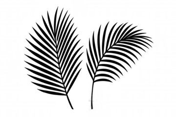 Tropical palm leaves silhouettes on transparent background offering a design element for summer, travel, and vacation themes