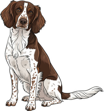 drentsche patrijshond dog sitting with tilted head curious  pose