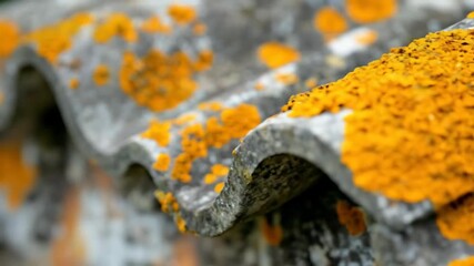 Close-up of weathered grey corrugated surface covered with vibrant orange lichen growth - Powered by Adobe