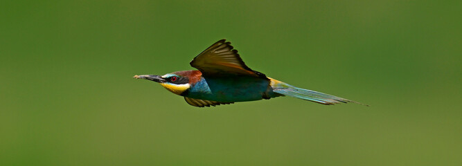 European bee-eater // Bienenfresser (Merops apiaster)