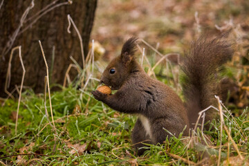 Red squirrel (Eurasian red squirrel or Sciurus vulgaris), from the family Sciuridae, searching for raw nuts during the winter.