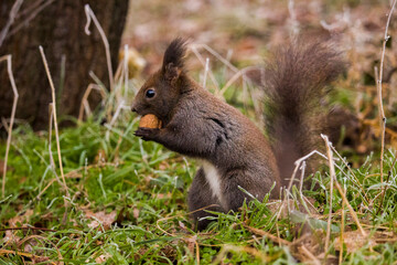 Red squirrel (Eurasian red squirrel or Sciurus vulgaris), from the family Sciuridae, searching for...