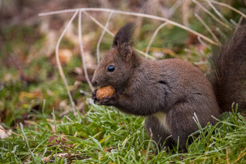 Red squirrel (Eurasian red squirrel or Sciurus vulgaris), from the family Sciuridae, searching for raw nuts during the winter.