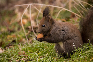 Red squirrel (Eurasian red squirrel or Sciurus vulgaris), from the family Sciuridae, searching for raw nuts during the winter.
