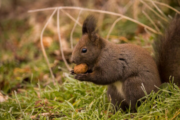 Obraz premium Red squirrel (Eurasian red squirrel or Sciurus vulgaris), from the family Sciuridae, searching for raw nuts during the winter.