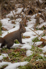 Red squirrel (Eurasian red squirrel or Sciurus vulgaris), from the family Sciuridae, searching for raw nuts during the winter.