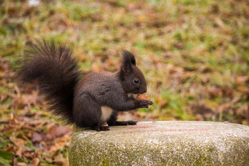 Red squirrel (Eurasian red squirrel or Sciurus vulgaris), from the family Sciuridae, searching for raw nuts during the winter.