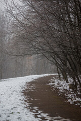 Winter and foggy forest in Bulgaria.