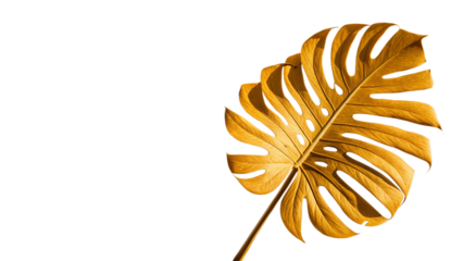golden tropical leaf isolated on white