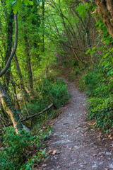 rural landscape, narrow path into the forest , surrounded path with the green trees branches. 